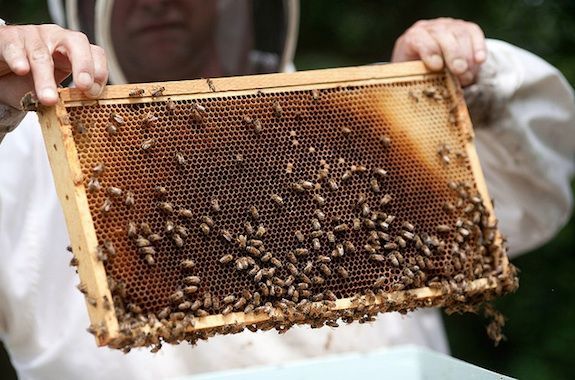 Beekeeper