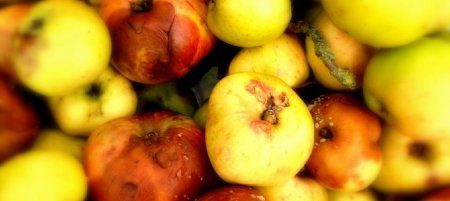 Full_1360251747bruised-apples-670x300