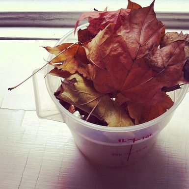 Leaves