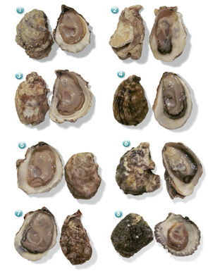 Oyster_612