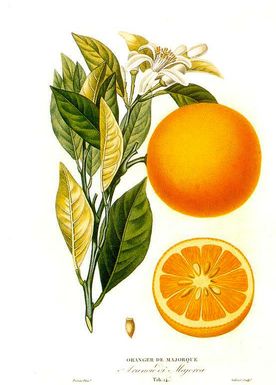 Orange-history-body