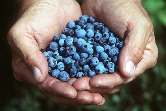 Holding-fresh-blueberries