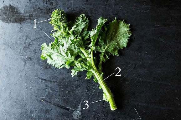 Broccolirabelead