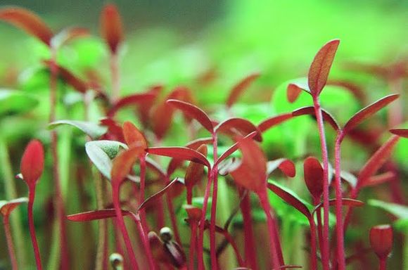 Ccgardens
