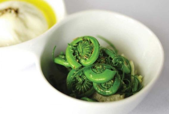 Fiddlehead-burrata-salad-590x400