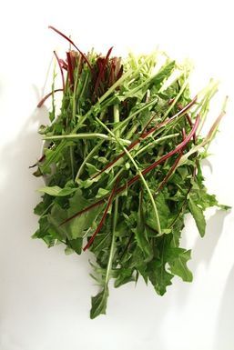 Lat-la-fo-dandelion-la0008873460-20130328