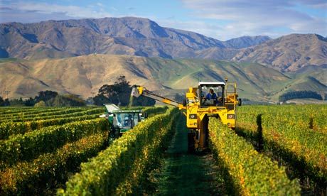 A-vineyard-in-marlborough-006