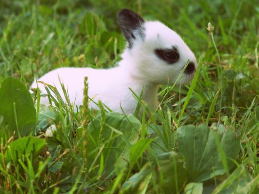 Broken_new_zealand_baby_bunny
