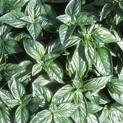 Genobasil