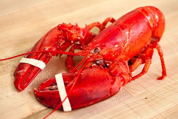 Lobster-video-653x436