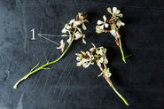 Arugula Flowers: Your Salad Just Got Better Looking
