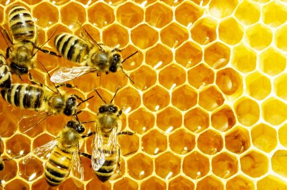Bees-620x412