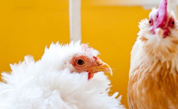 Yore-chickenbreed-653x400