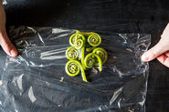 Fiddlehead Fern: A Controversial Coil