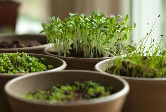 Burpee-seeds-updates