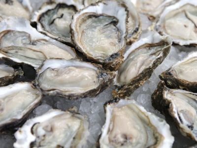 Oysters-on-ice