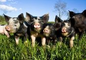 Aw Snaps: The Best Farm Photos of the Week