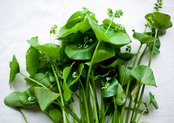 Miner's Lettuce