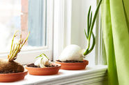 Re-Grow Your Own Food