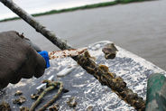 Farming Boutique Oysters in Georgia