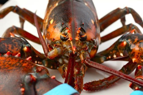 20110619-lobster-roll-02