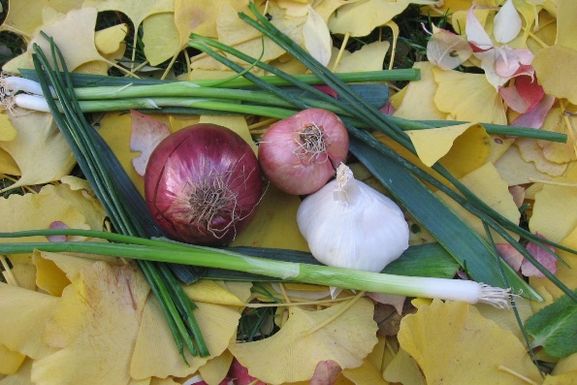 Sugarmiller-garliconions2
