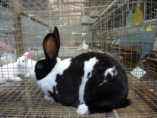 Rabbit_meat