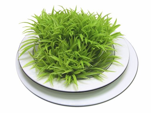 Istock_000003328645large-d66a46b3d9189767c524ddb5192672d768f5c782-s40