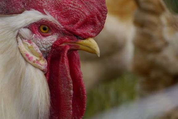 Rooster