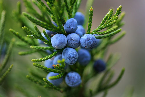 Junipers1