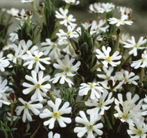 Nightphlox