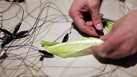 Fresh-lettuce-460