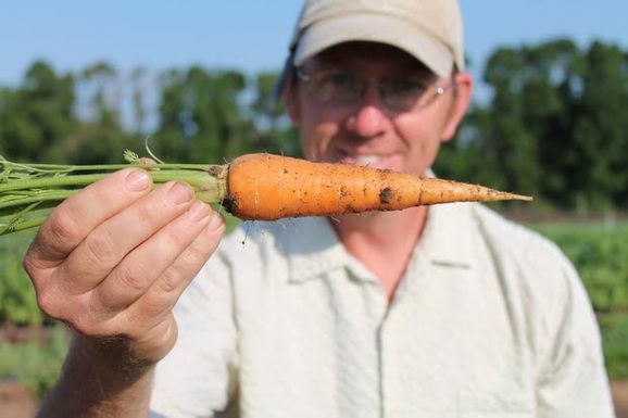 Carrot
