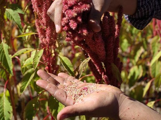 How-amaranth-could-fight-childhood-obesity-mexico-plant_70026_600x450