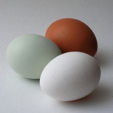 Eggcolors