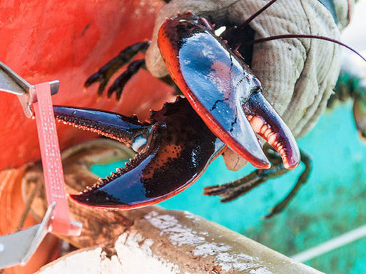 20130913-lobster-closeupclaw2