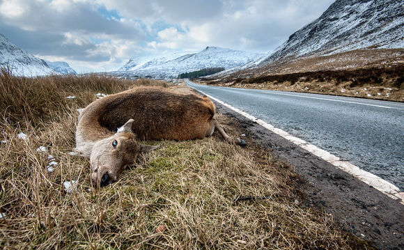 Roadkill-hero