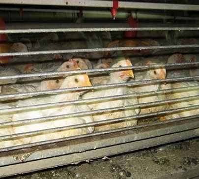 07.15-broilers_resized-by-paint