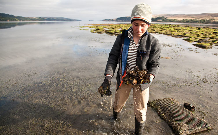 Oystercsahero