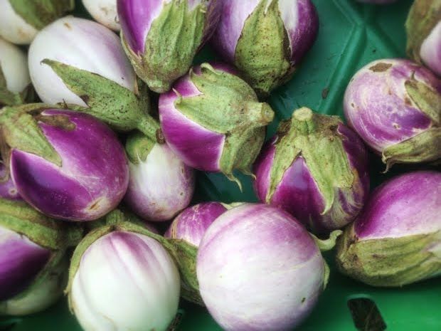 Eggplantgrf