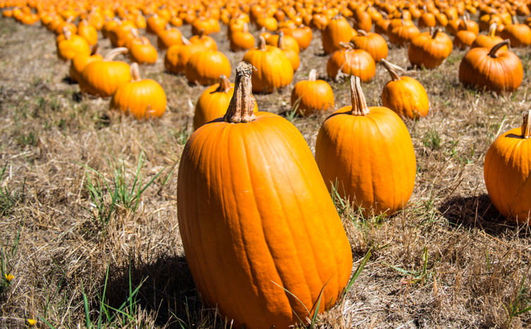 Pumpkins