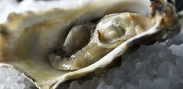 Oysters-large