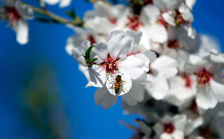 Almond-hero