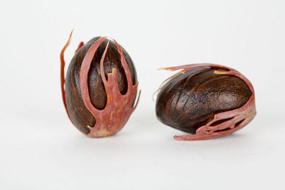 Nutmeg_and_mace
