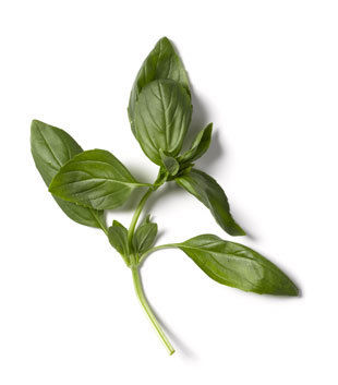 Ttar_basil_05_v