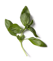 Ttar_basil_05_v