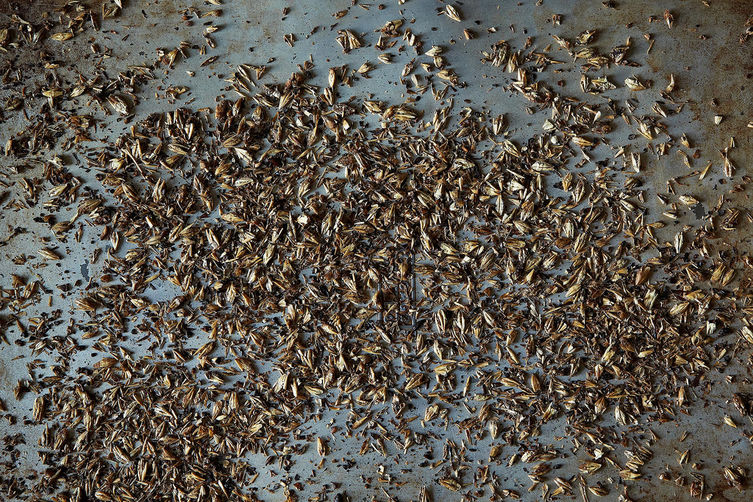 Spent_grains