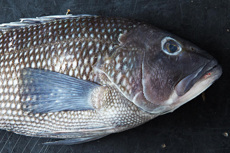 Fresh_fish