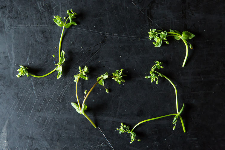 Food52_04-23-13-2661