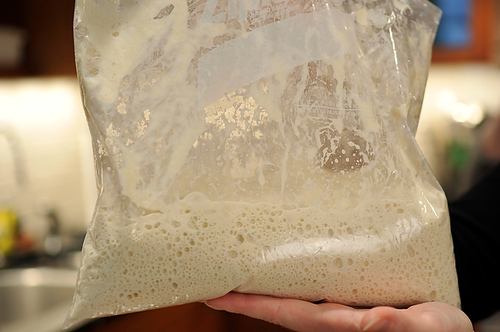 Rosemary Ciabatta with Stout Beer